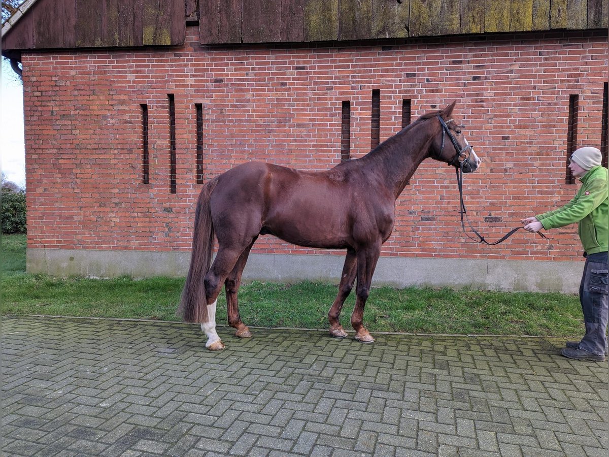 Koń westfalski Wałach 15 lat 173 cm Ciemnokasztanowata in Isterberg
