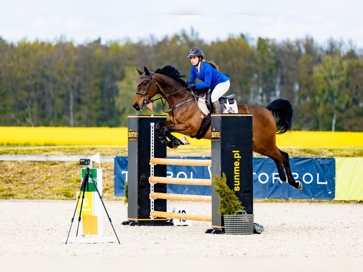 Koń westfalski Wałach 16 lat 165 cm Gniada in Wrocław