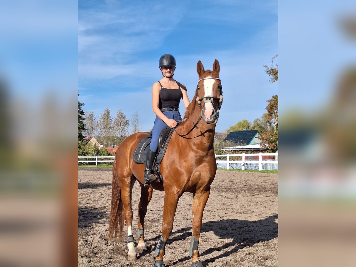 Koń westfalski Wałach 16 lat 165 cm Kasztanowata in Salzwedel