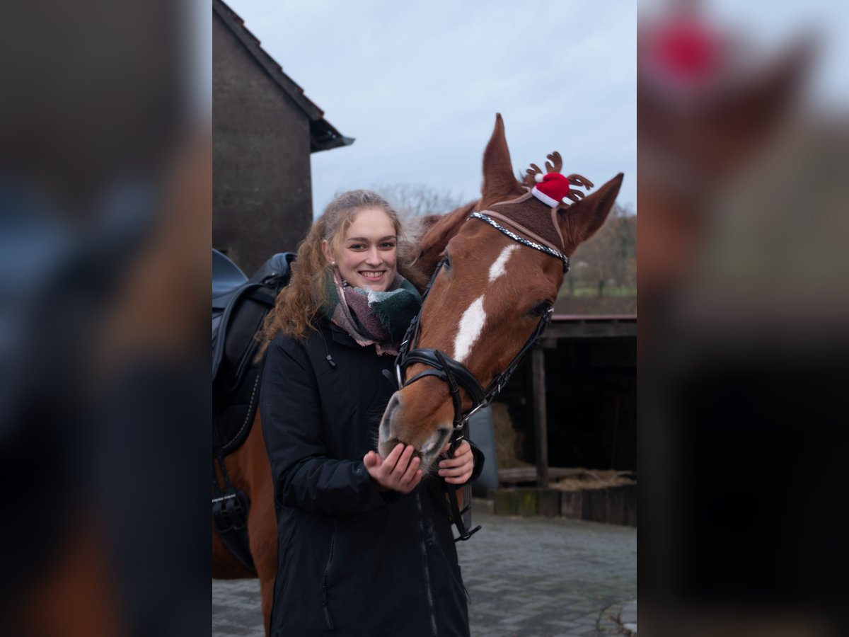 Koń westfalski Wałach 18 lat 178 cm Kasztanowata in Tecklenburg