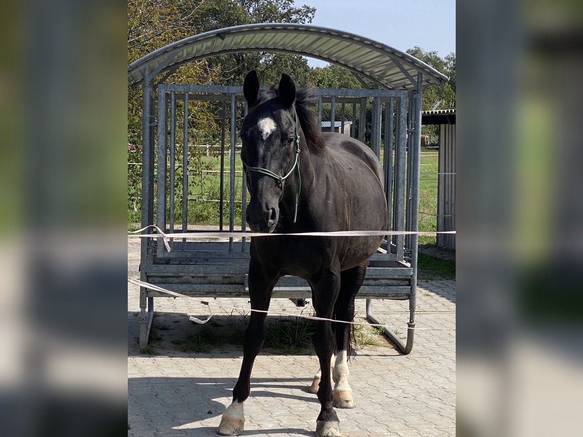 Koń westfalski Wałach 22 lat in Waldbrunn