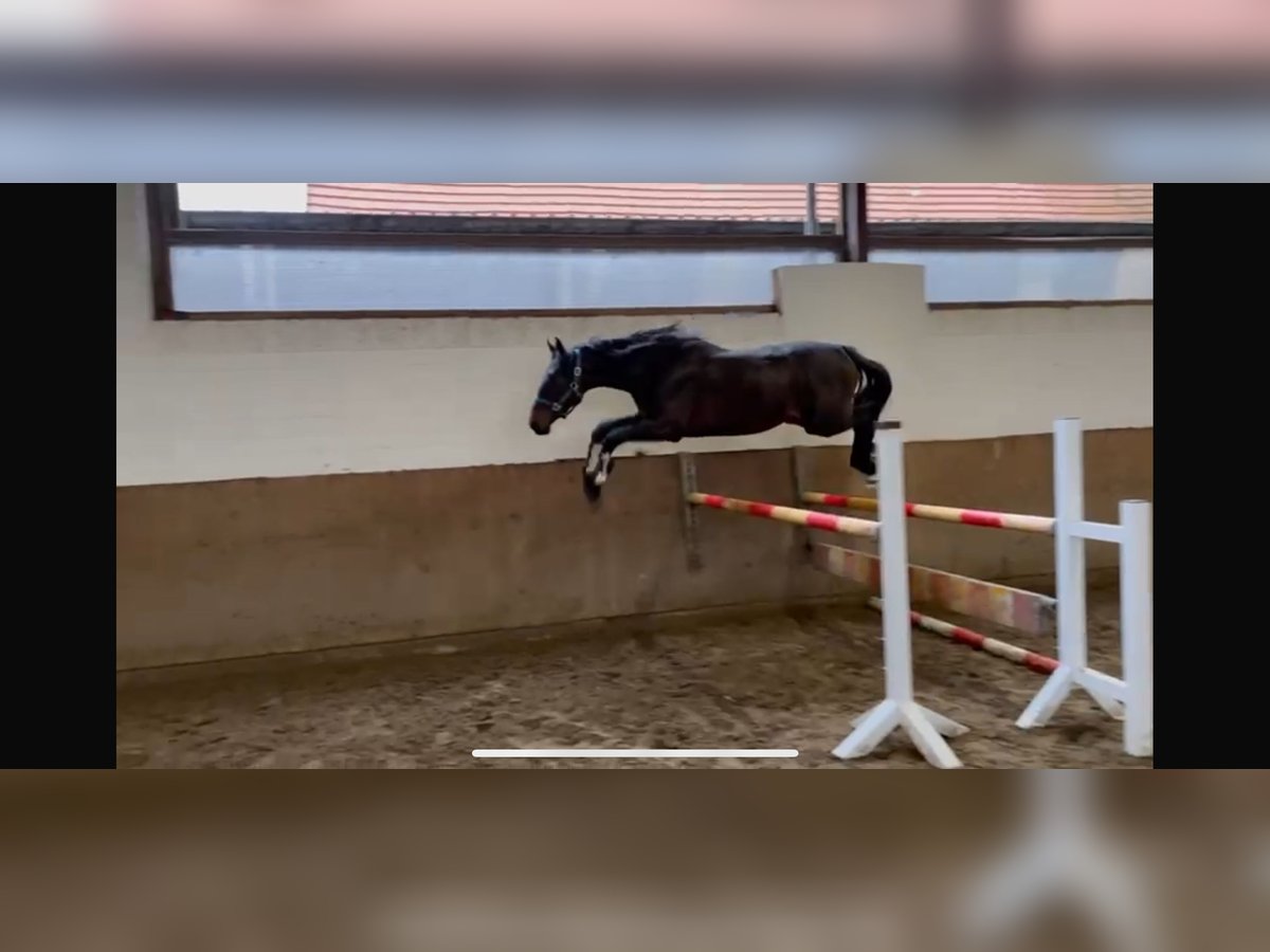 Koń westfalski Wałach 2 lat 167 cm Ciemnokasztanowata in Melle