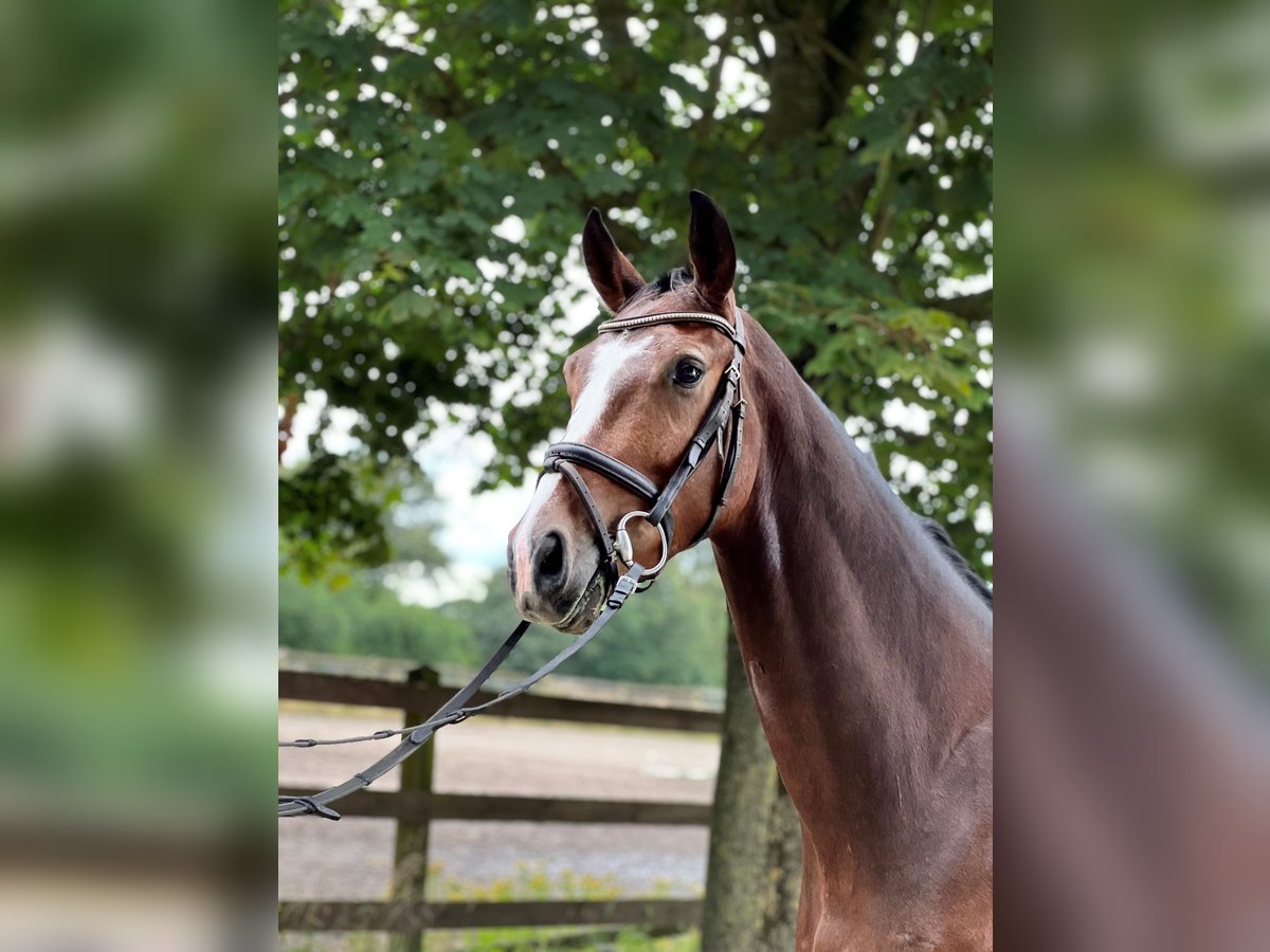 Koń westfalski Wałach 3 lat 160 cm Gniada in Greven