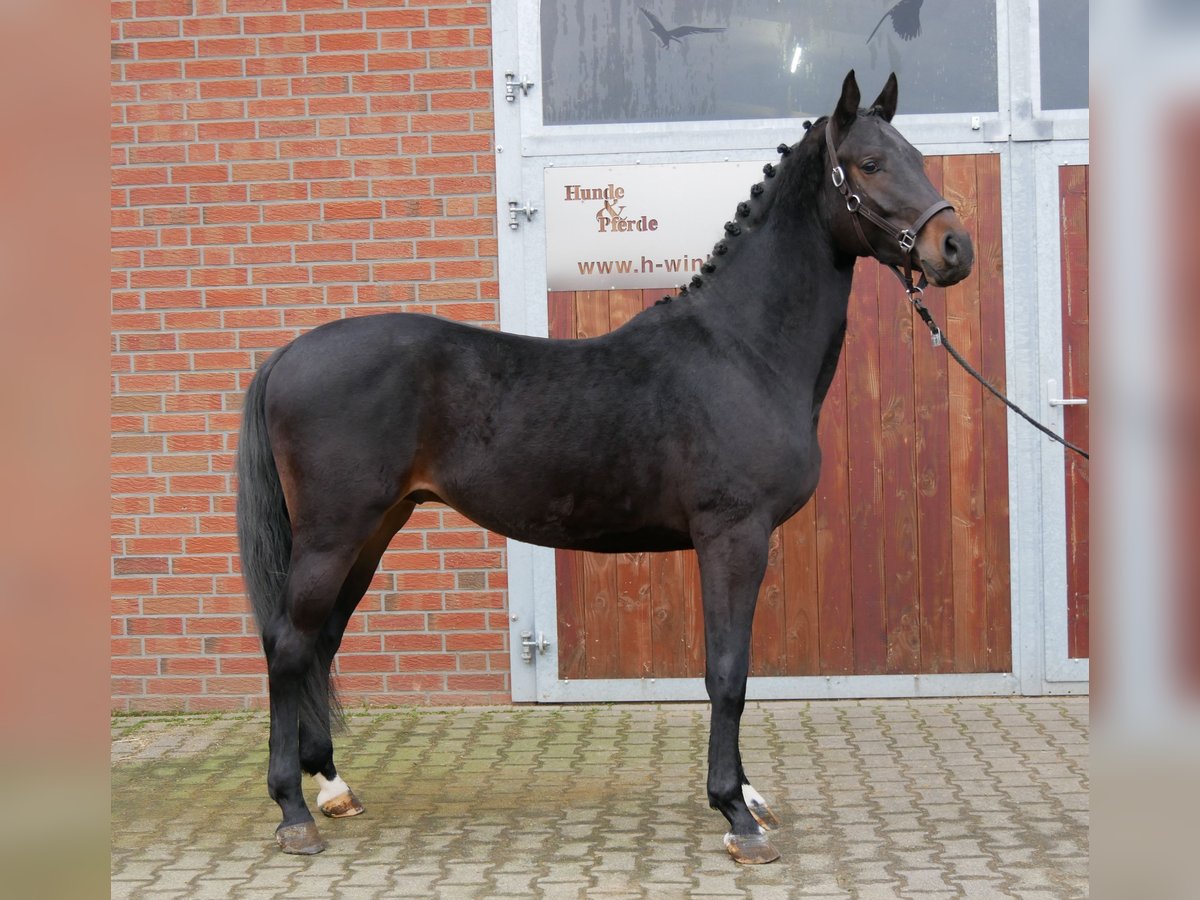 Koń westfalski Wałach 3 lat 162 cm Gniada in Dorsten