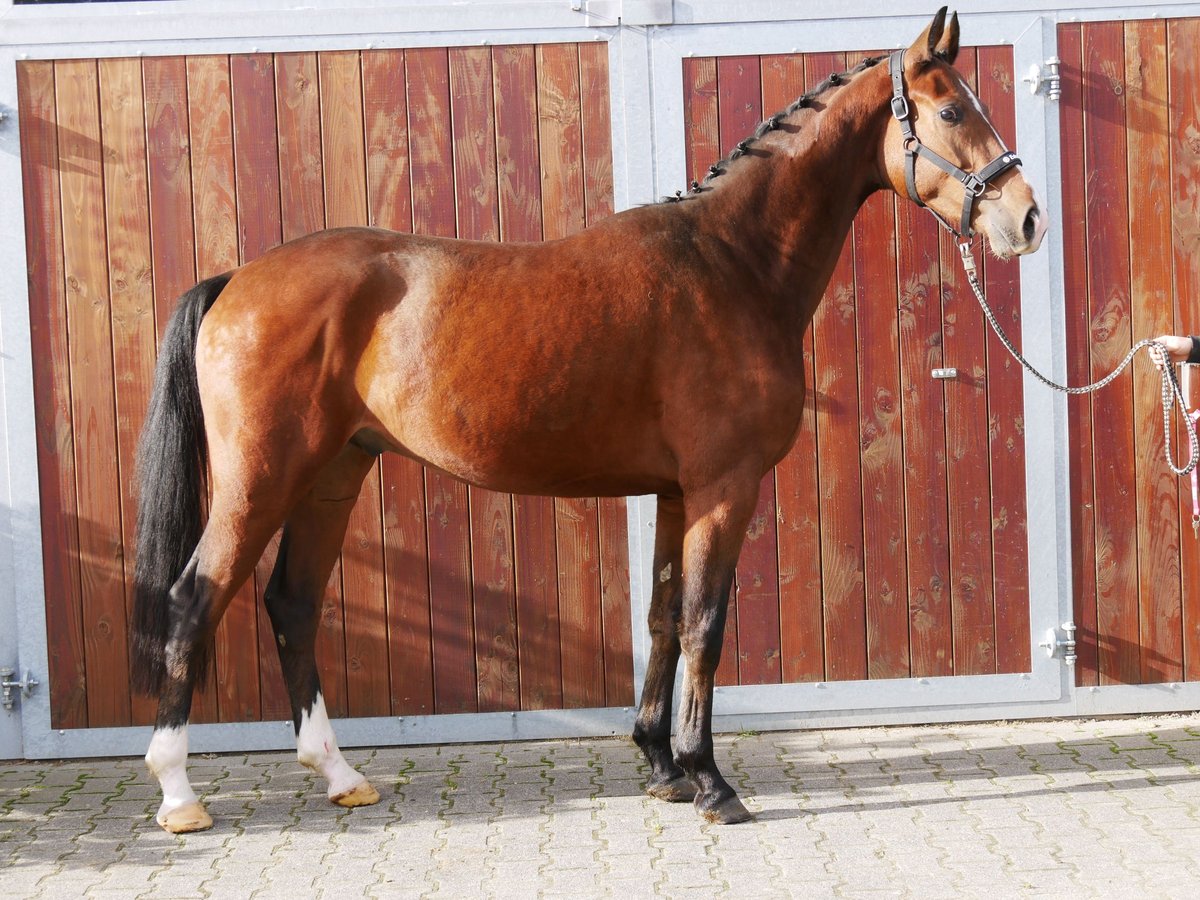 Koń westfalski Wałach 3 lat 164 cm Gniada in Dorsten