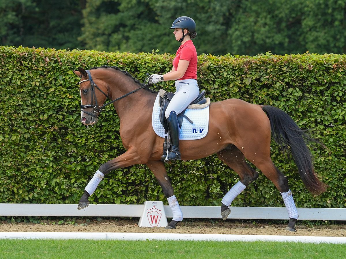 Koń westfalski Wałach 3 lat 164 cm Gniada in Münster