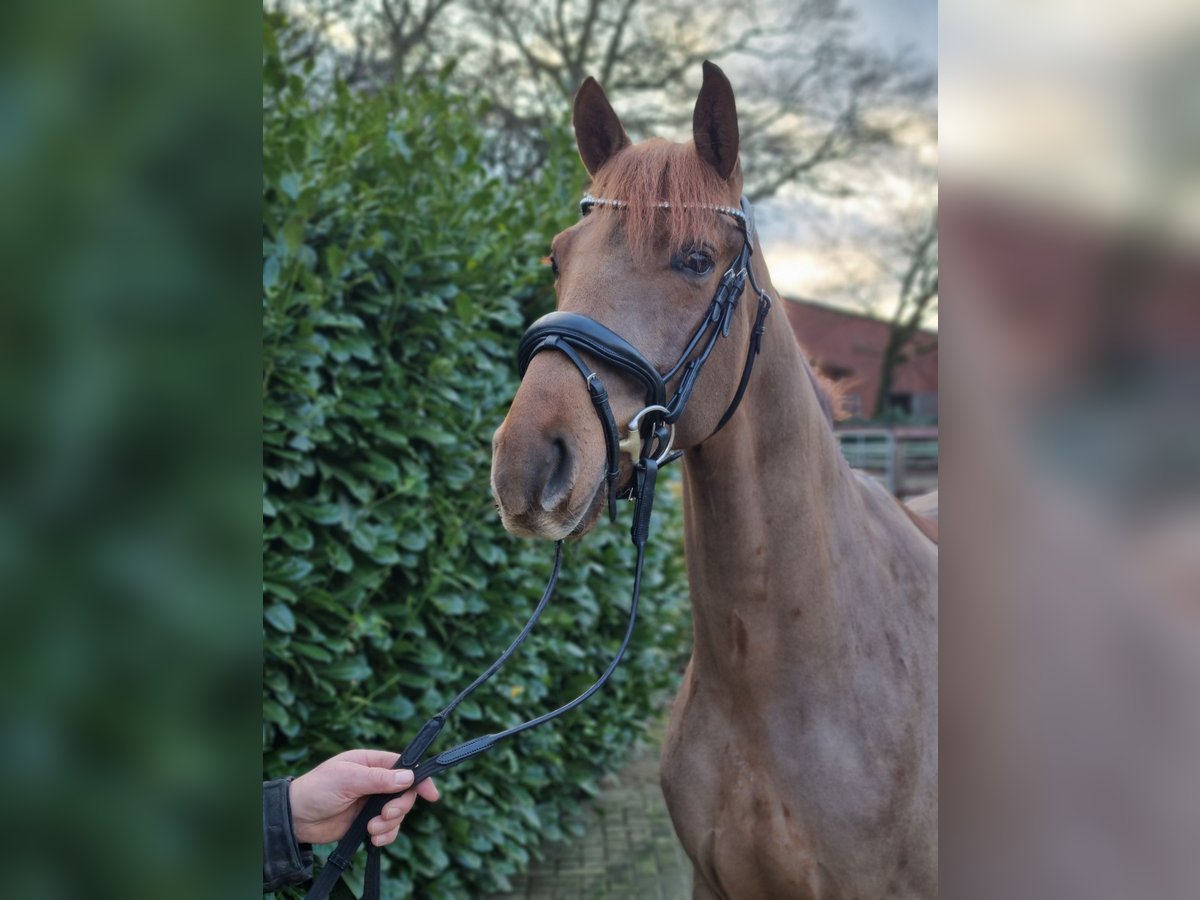 Koń westfalski Wałach 3 lat 164 cm Kasztanowata in Coesfeld