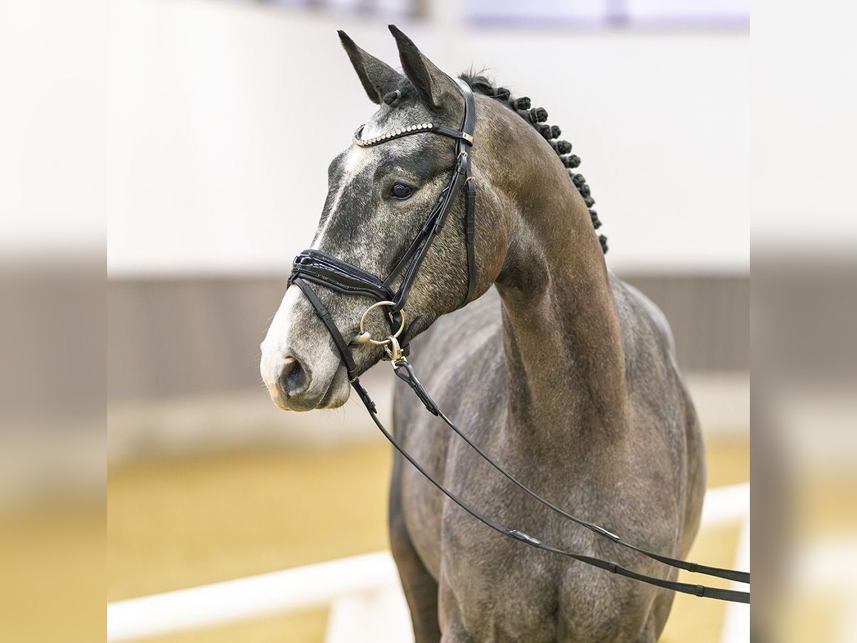 Koń westfalski Wałach 3 lat 164 cm Siwa in M&#xFC;nster-Handorf