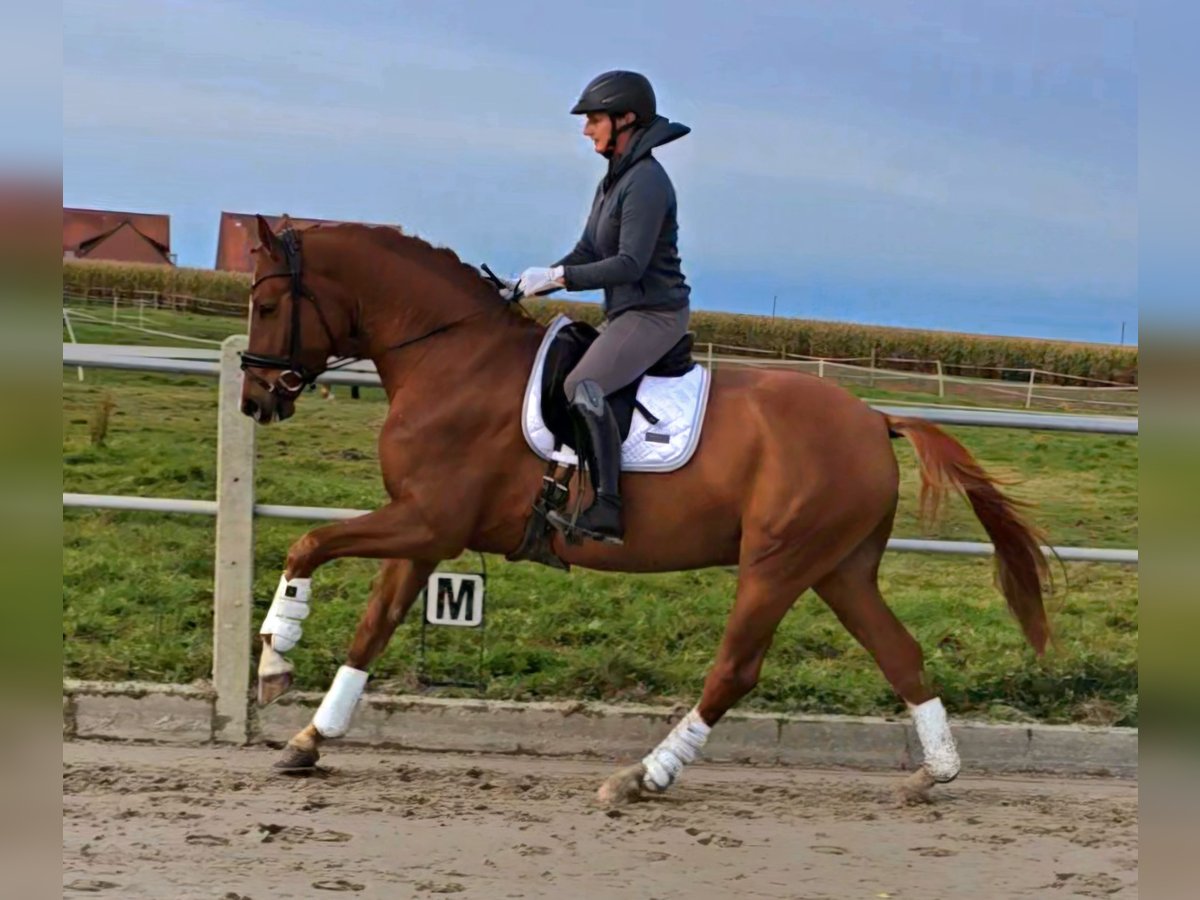 Koń westfalski Wałach 3 lat 165 cm Kasztanowata in Bünde