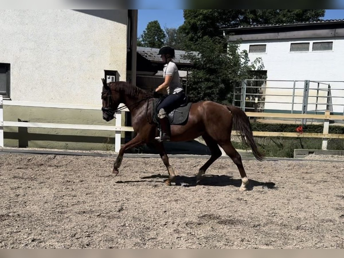 Koń westfalski Wałach 3 lat 166 cm Ciemnokasztanowata in Mainz