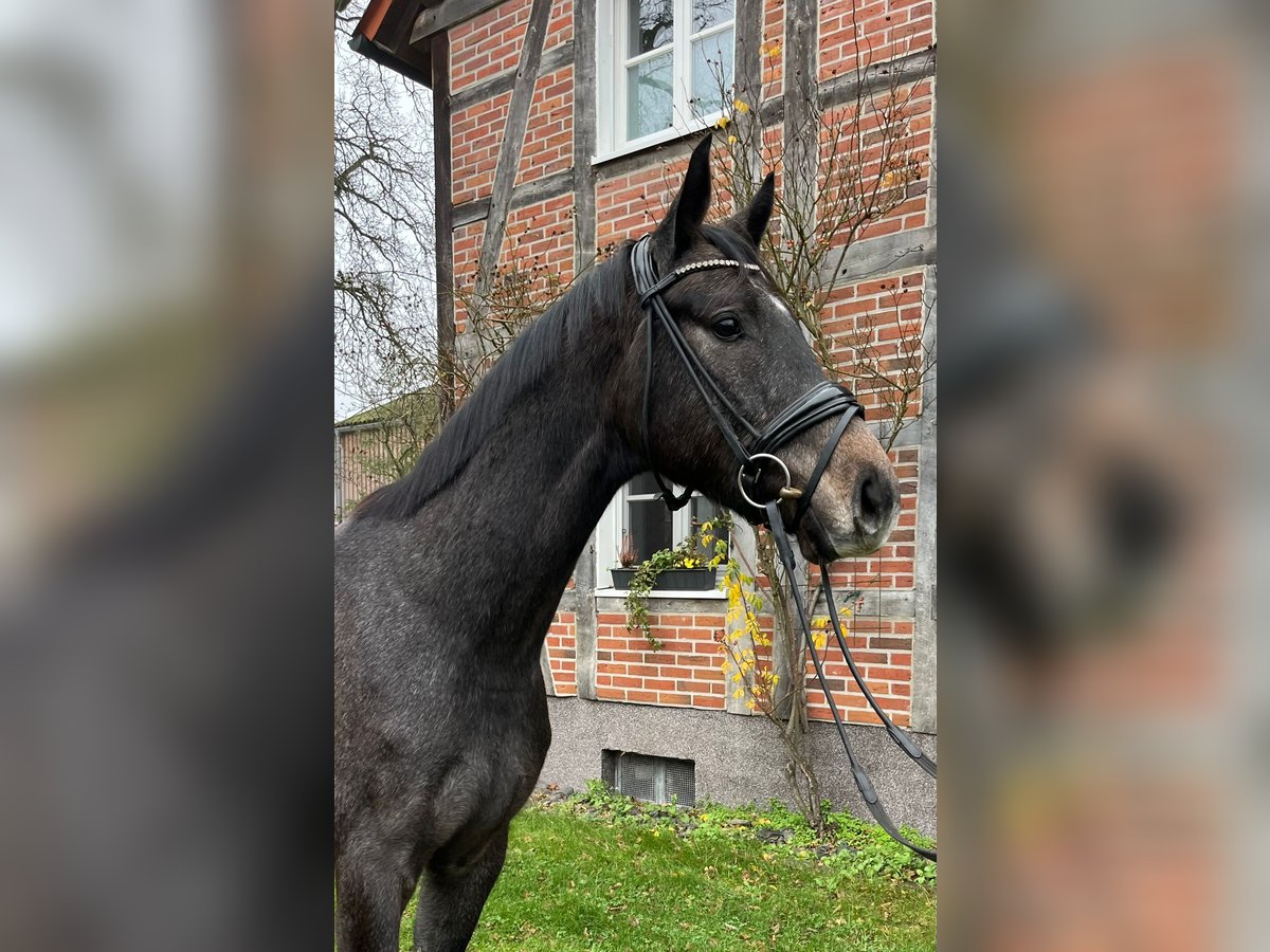 Koń westfalski Wałach 3 lat 168 cm Siwa in Dorsten