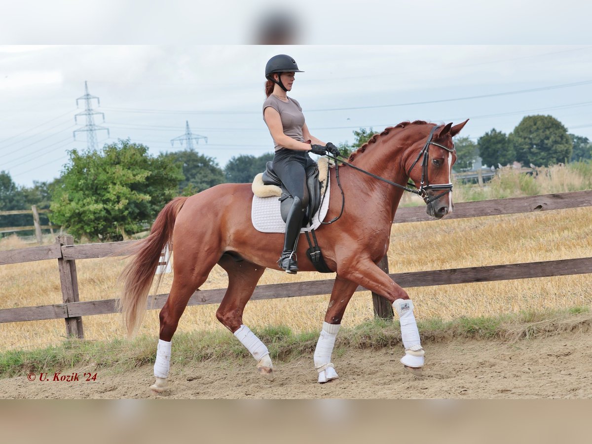 Koń westfalski Wałach 3 lat 170 cm Kasztanowata in Greven