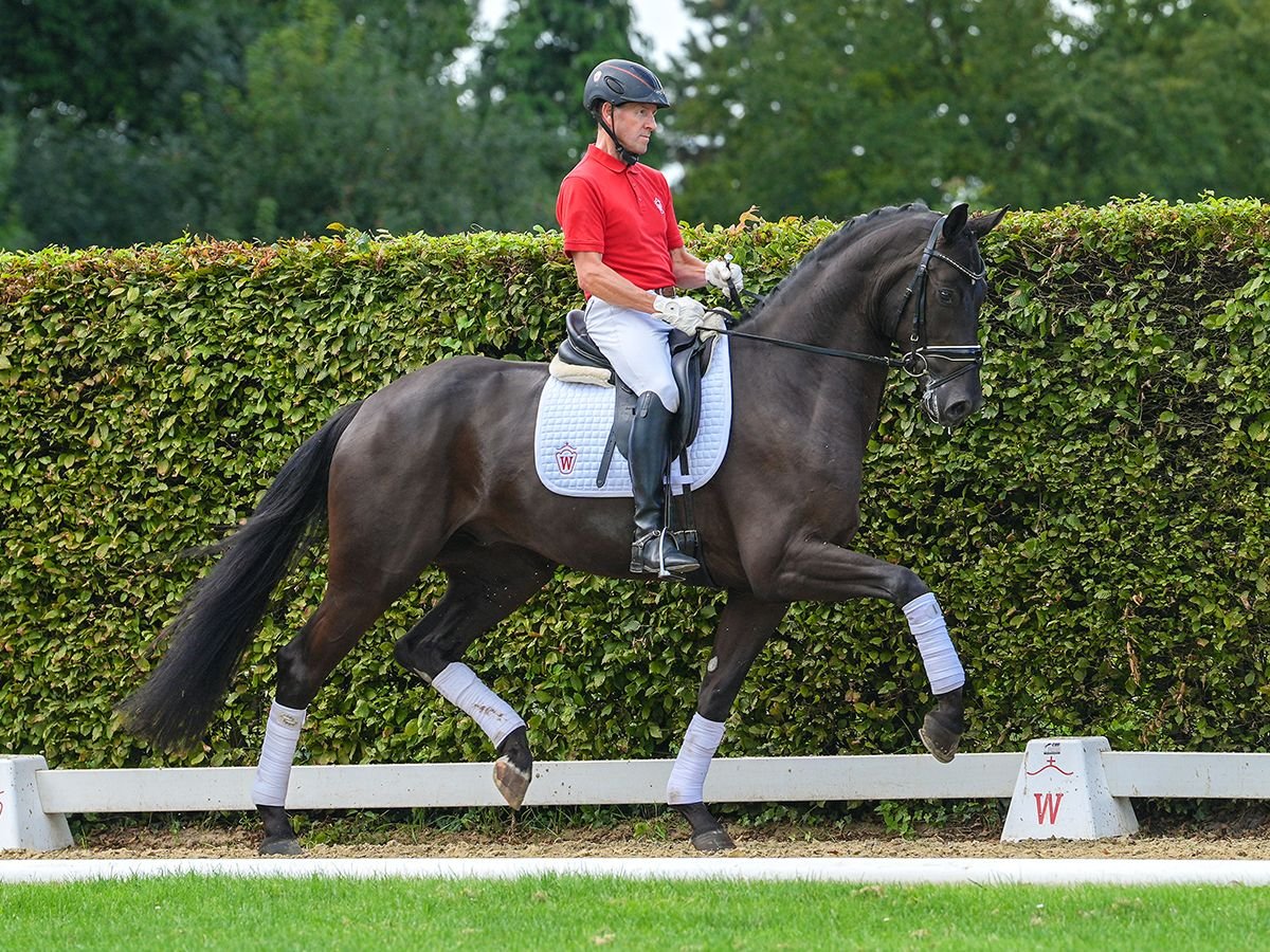 Koń westfalski Wałach 3 lat 172 cm Kara in Münster