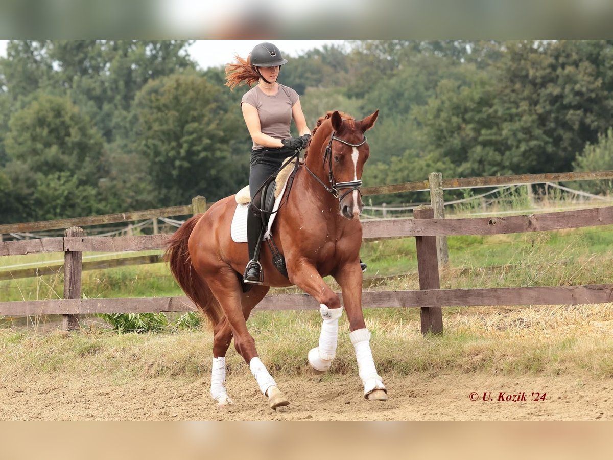 Koń westfalski Wałach 3 lat 172 cm Kasztanowata in Saerbeck