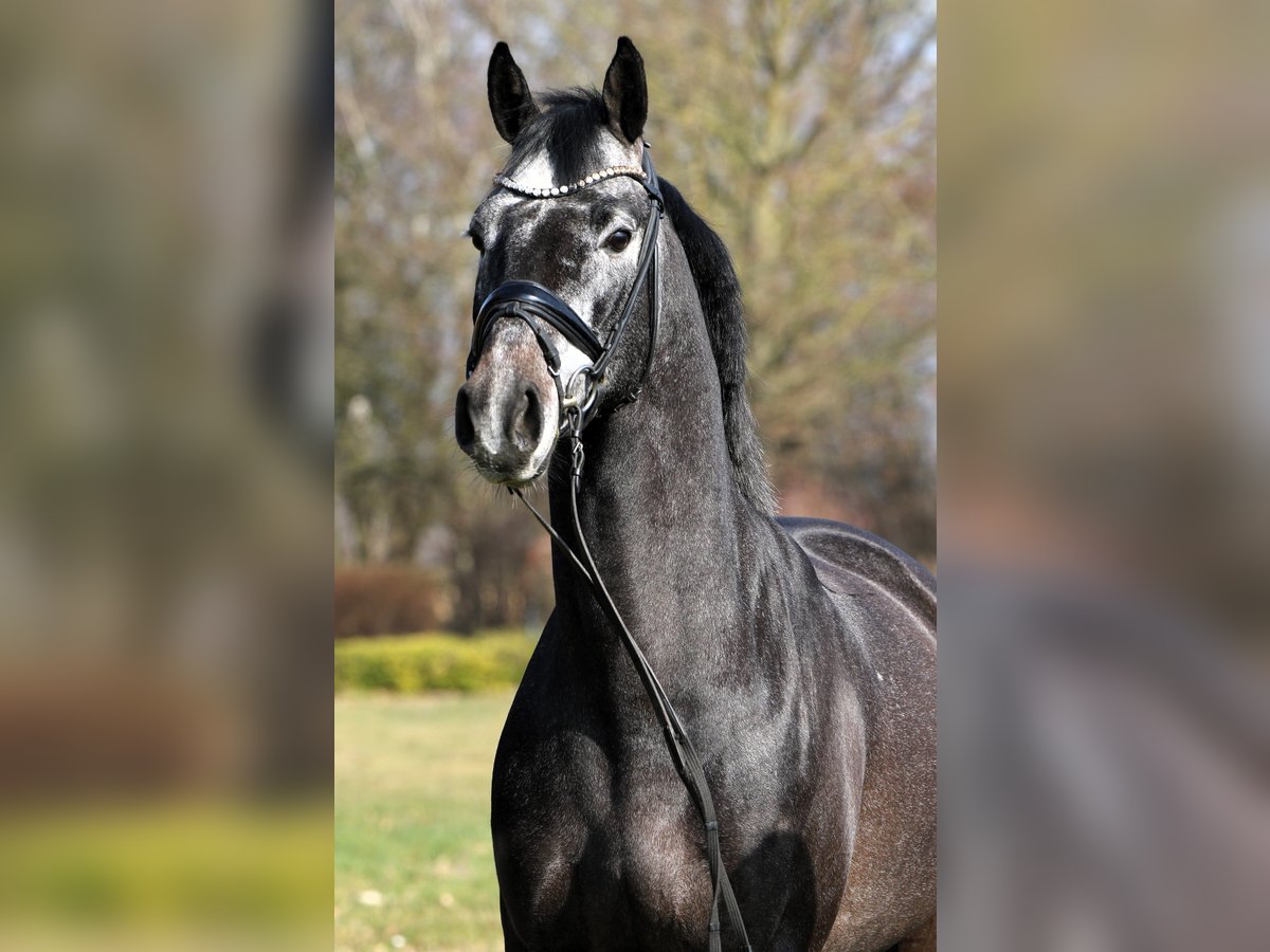 Koń westfalski Wałach 4 lat 159 cm Karosiwa in Rehburg-Loccum M&#xFC;nchehagen