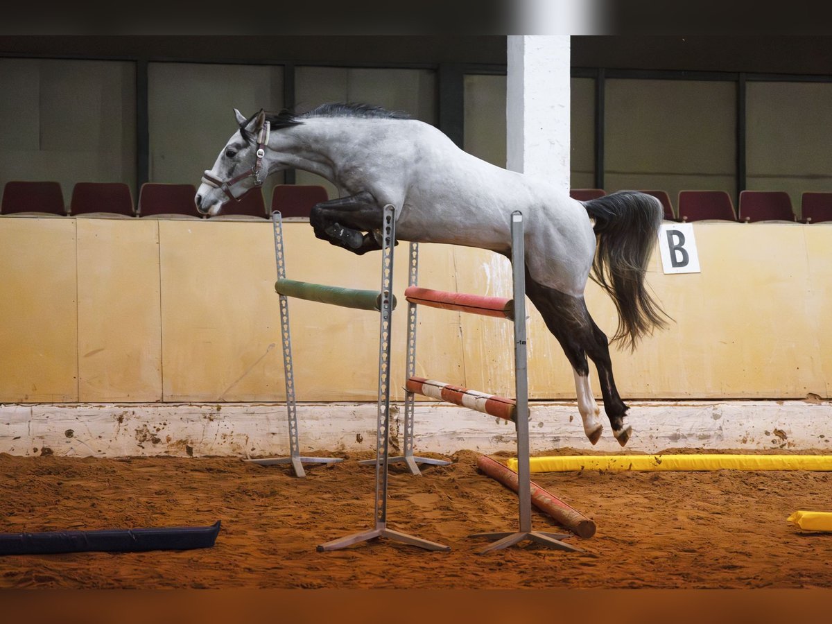 Koń westfalski Wałach 4 lat 159 cm Siwa jabłkowita in Lohmar