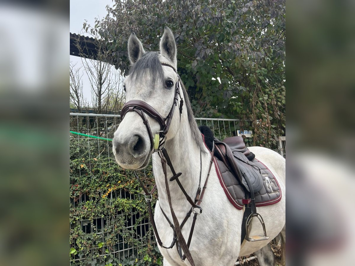 Koń westfalski Wałach 4 lat 162 cm Siwa jabłkowita in Nieder-Olm