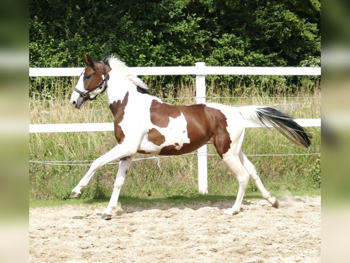 Koń westfalski Wałach 4 lat 162 cm Srokata in Borgentreich