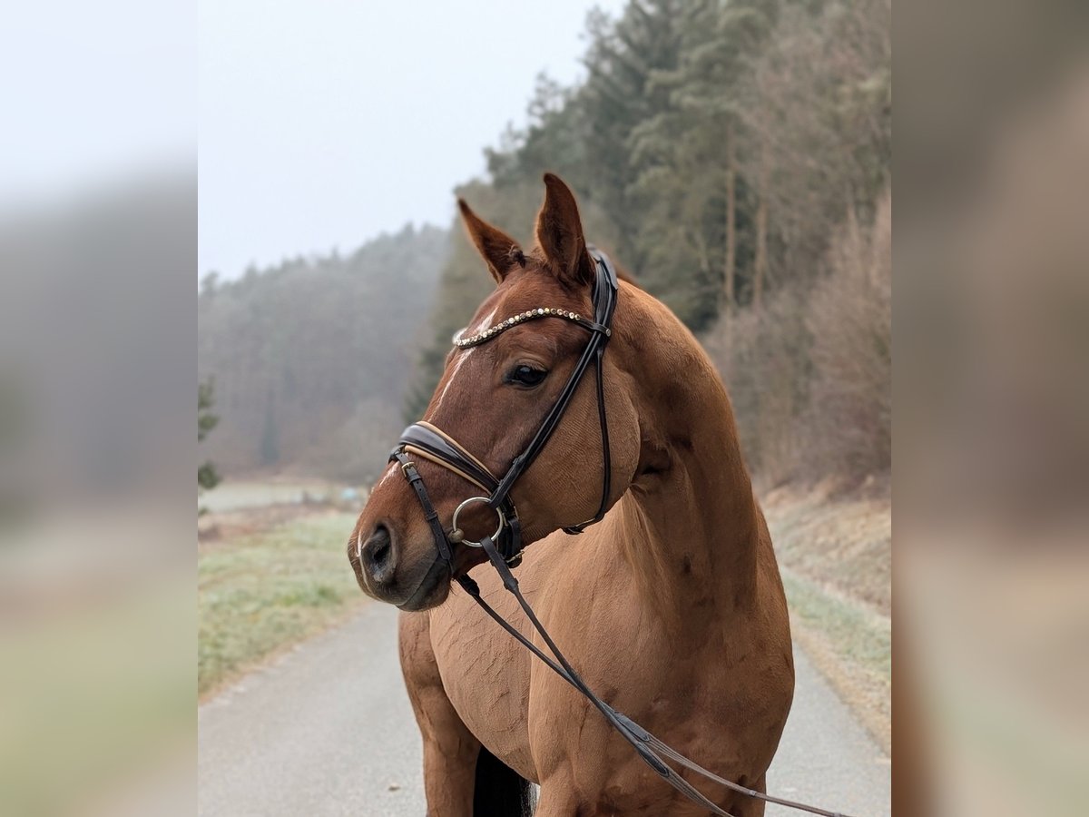 Koń westfalski Wałach 4 lat 164 cm Ciemnokasztanowata in Plech