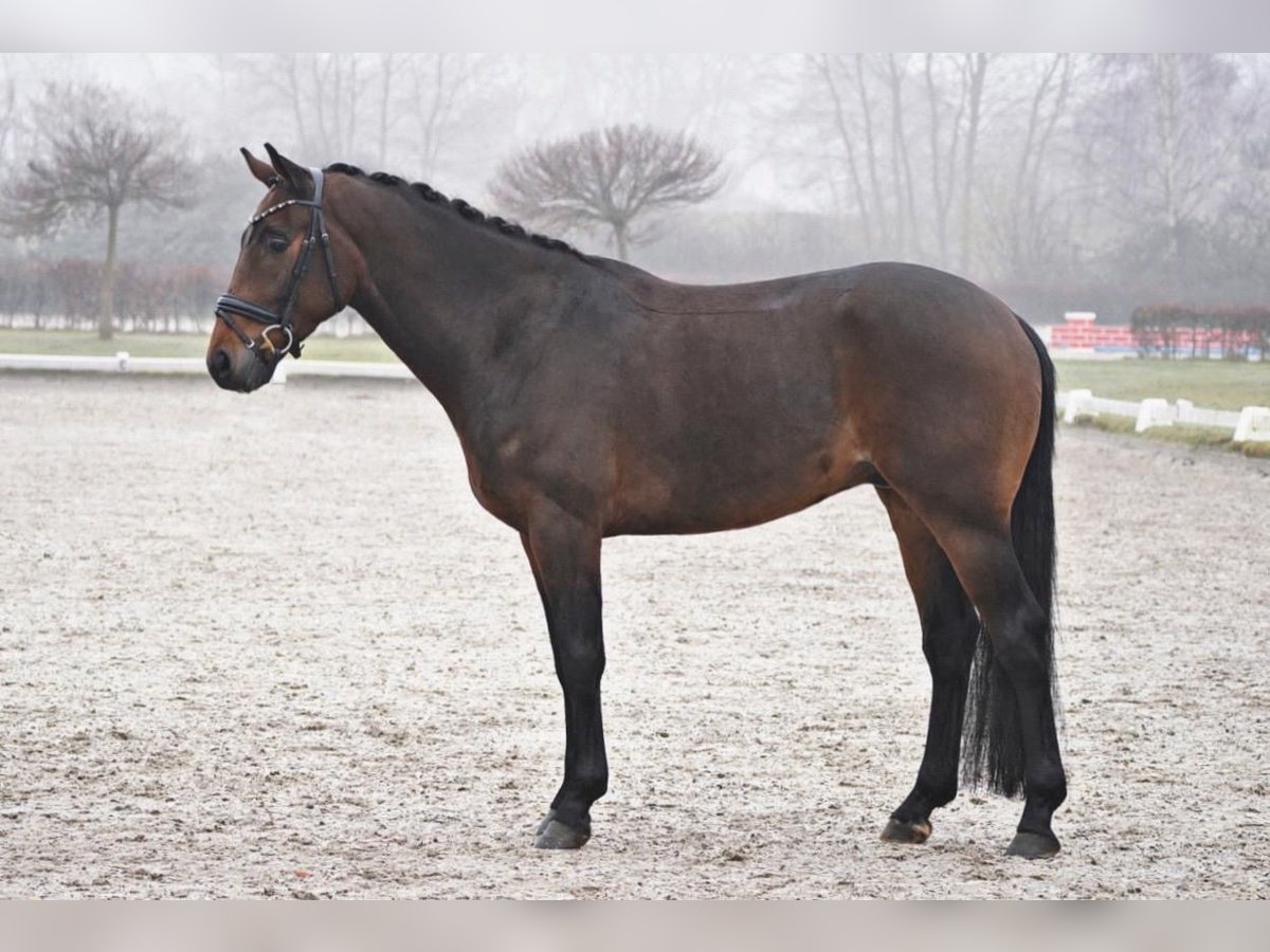 Koń westfalski Wałach 4 lat 165 cm Gniada in Dorsten