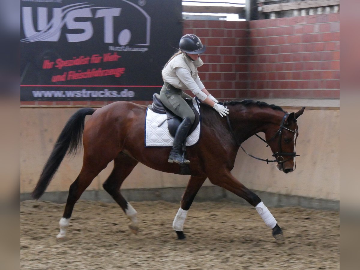 Koń westfalski Wałach 4 lat 165 cm Gniada in Dorsten