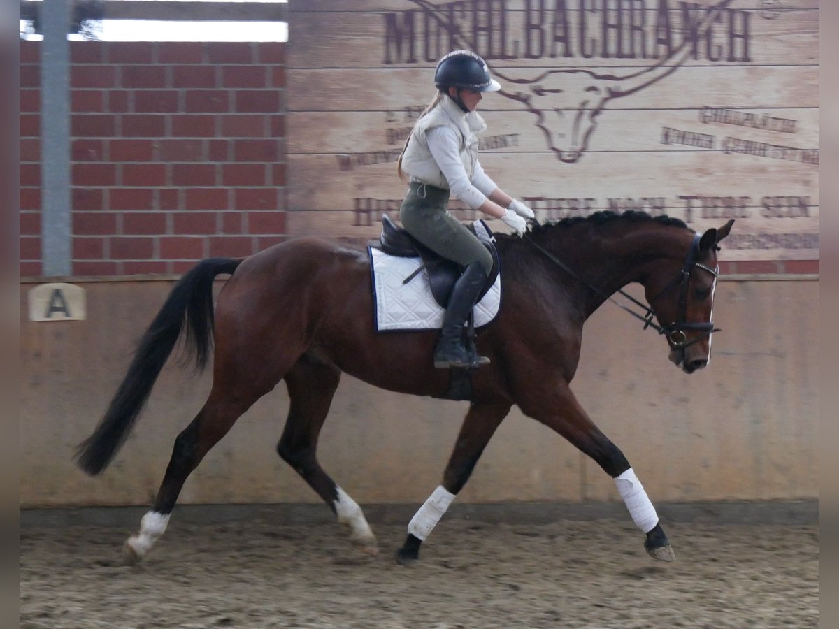 Koń westfalski Wałach 4 lat 165 cm in Dorsten