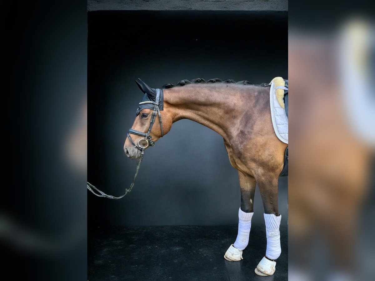 Koń westfalski Wałach 4 lat 166 cm Ciemnogniada in Sankt Wendel