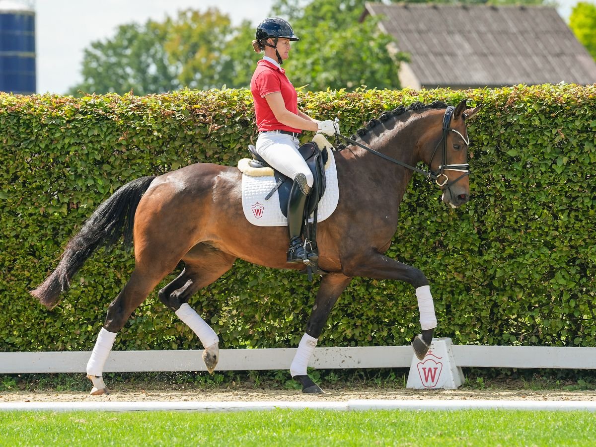 Koń westfalski Wałach 4 lat 167 cm Ciemnogniada in Münster