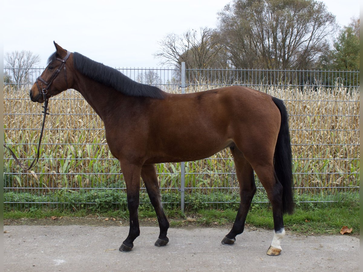 Koń westfalski Wałach 4 lat 167 cm Gniada in Bad Nenndorf