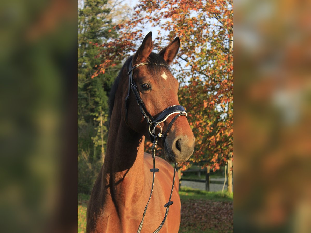 Koń westfalski Wałach 4 lat 167 cm Gniada in Rosendahl