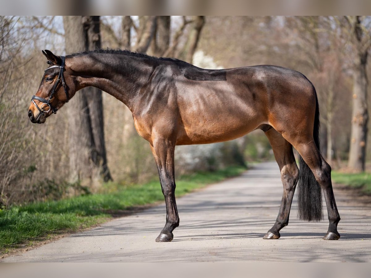 Koń westfalski Wałach 4 lat 168 cm Ciemnogniada in Kerpen