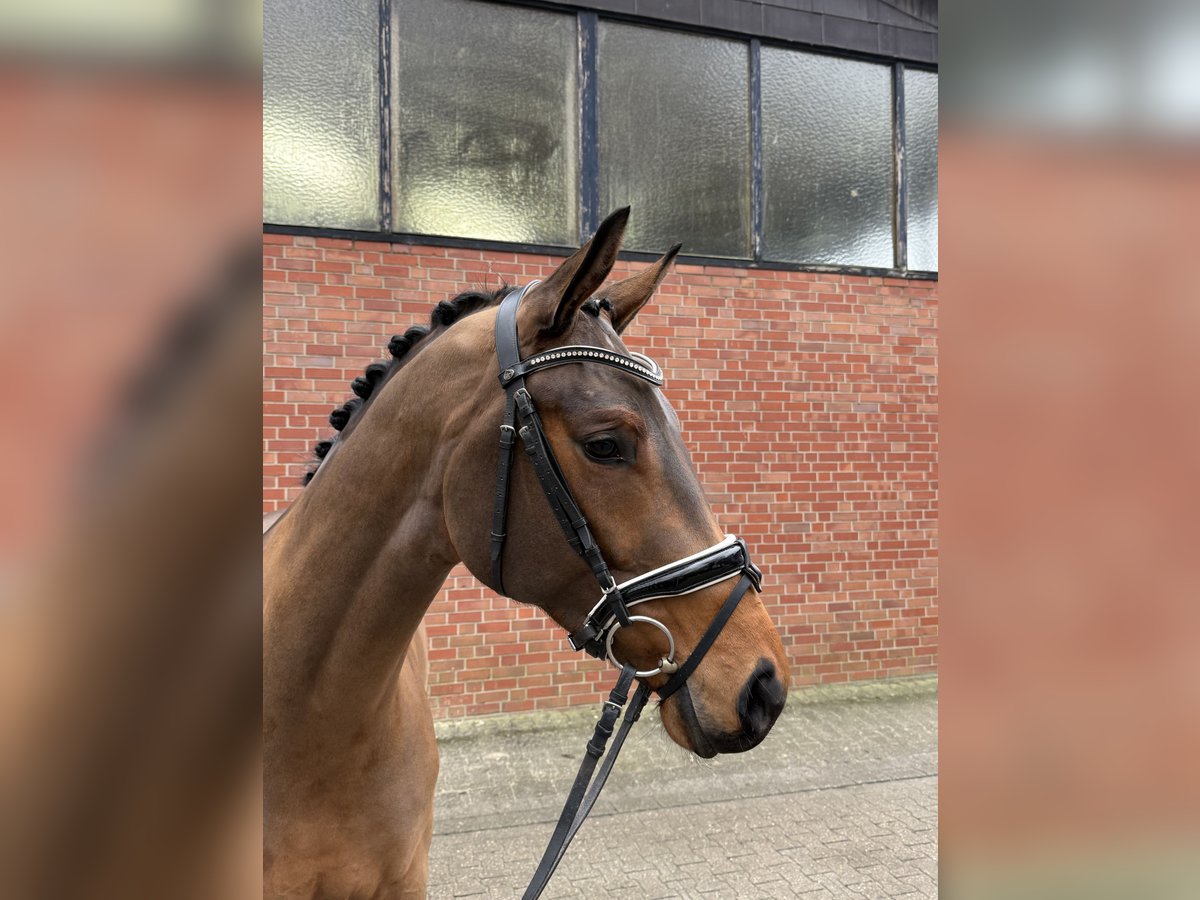 Koń westfalski Wałach 4 lat 168 cm Gniada in Münster-Handorf