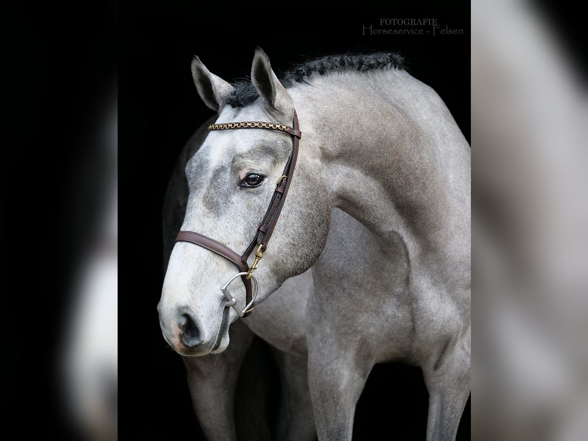 Koń westfalski Wałach 4 lat 168 cm Siwa jabłkowita in Dohren