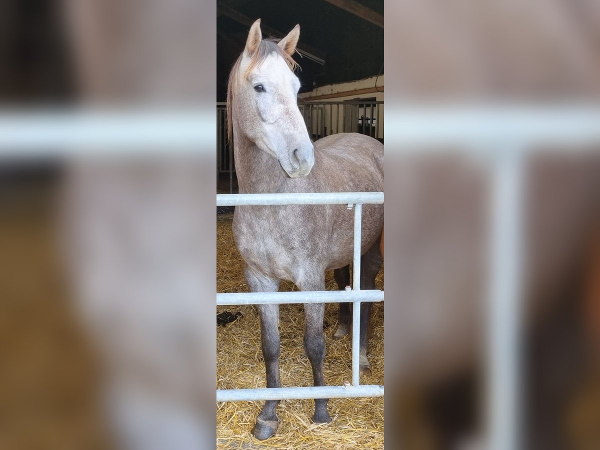 Koń westfalski Wałach 4 lat 169 cm Siwa in Dornburg