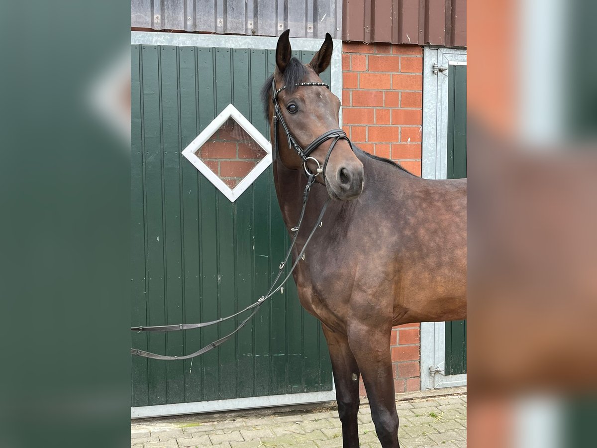 Koń westfalski Wałach 4 lat 170 cm Gniada in Münster