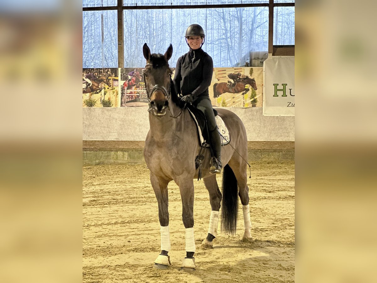 Koń westfalski Wałach 4 lat 171 cm Gniada in Lindlar