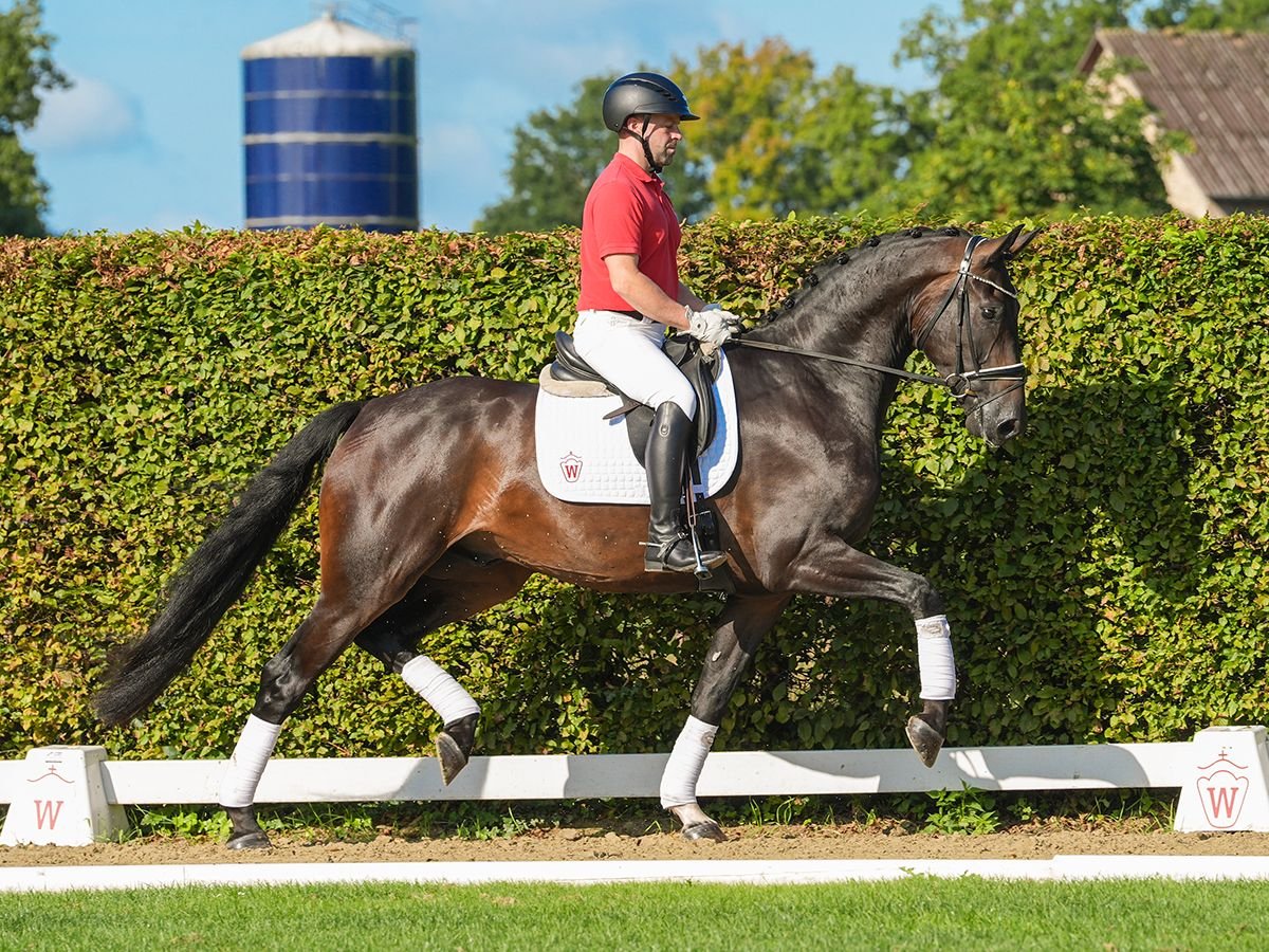 Koń westfalski Wałach 4 lat 172 cm Ciemnogniada in Münster