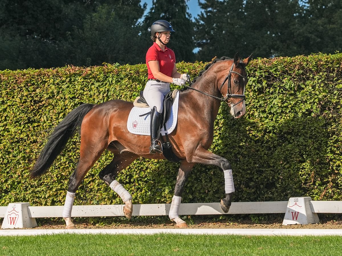 Koń westfalski Wałach 4 lat 173 cm Gniada in Münster