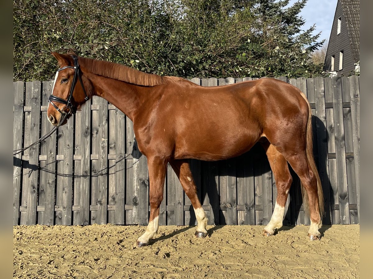 Koń westfalski Wałach 4 lat 173 cm Kasztanowata in Oberhausen