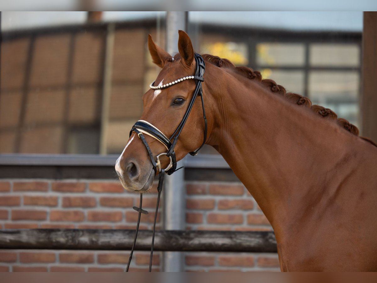 Koń westfalski Wałach 4 lat 174 cm Kasztanowata in Heidesheim am Rhein