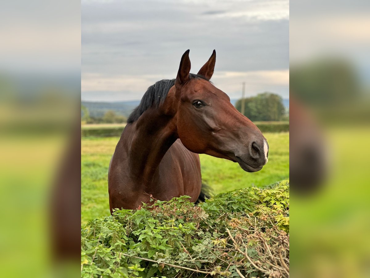 Koń westfalski Wałach 4 lat 175 cm Gniada in Brakel