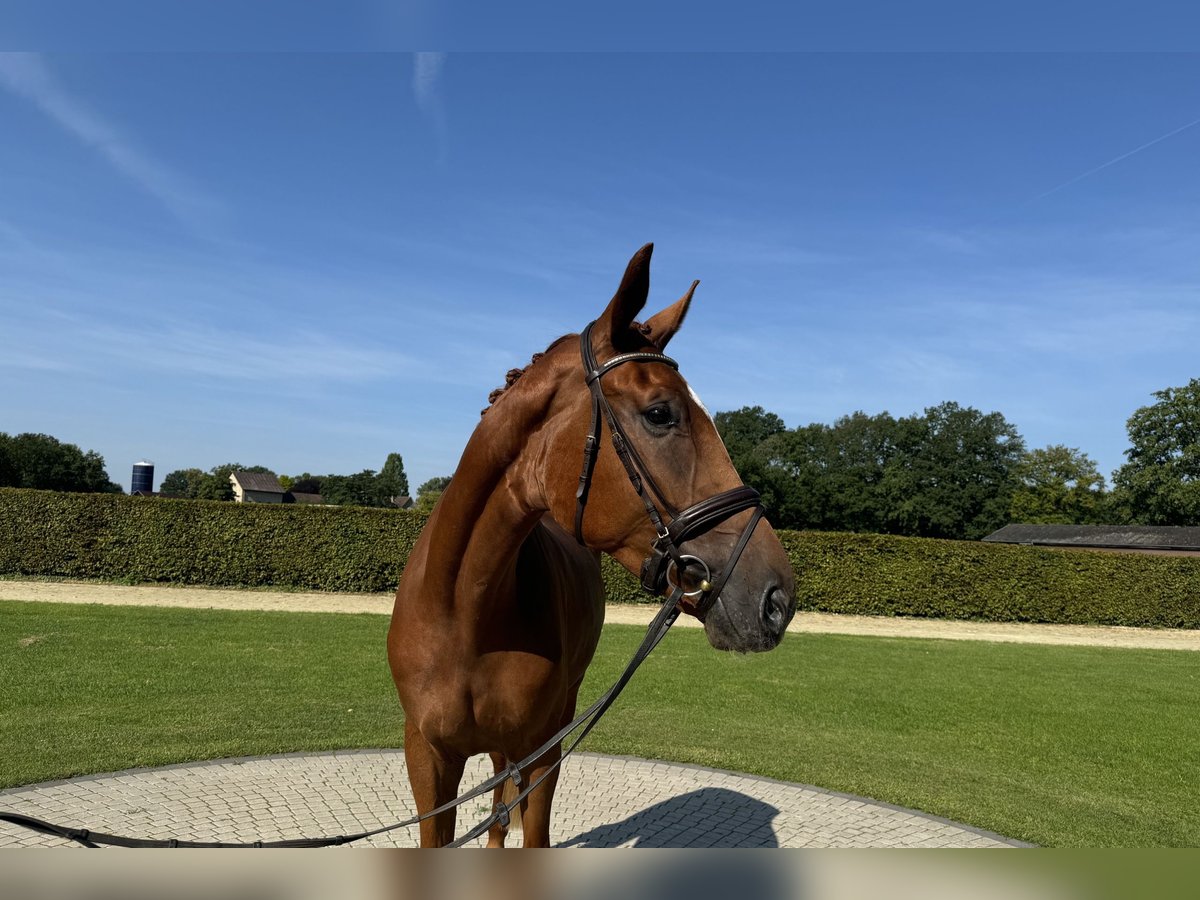 Koń westfalski Wałach 4 lat 175 cm Kasztanowata in Münster