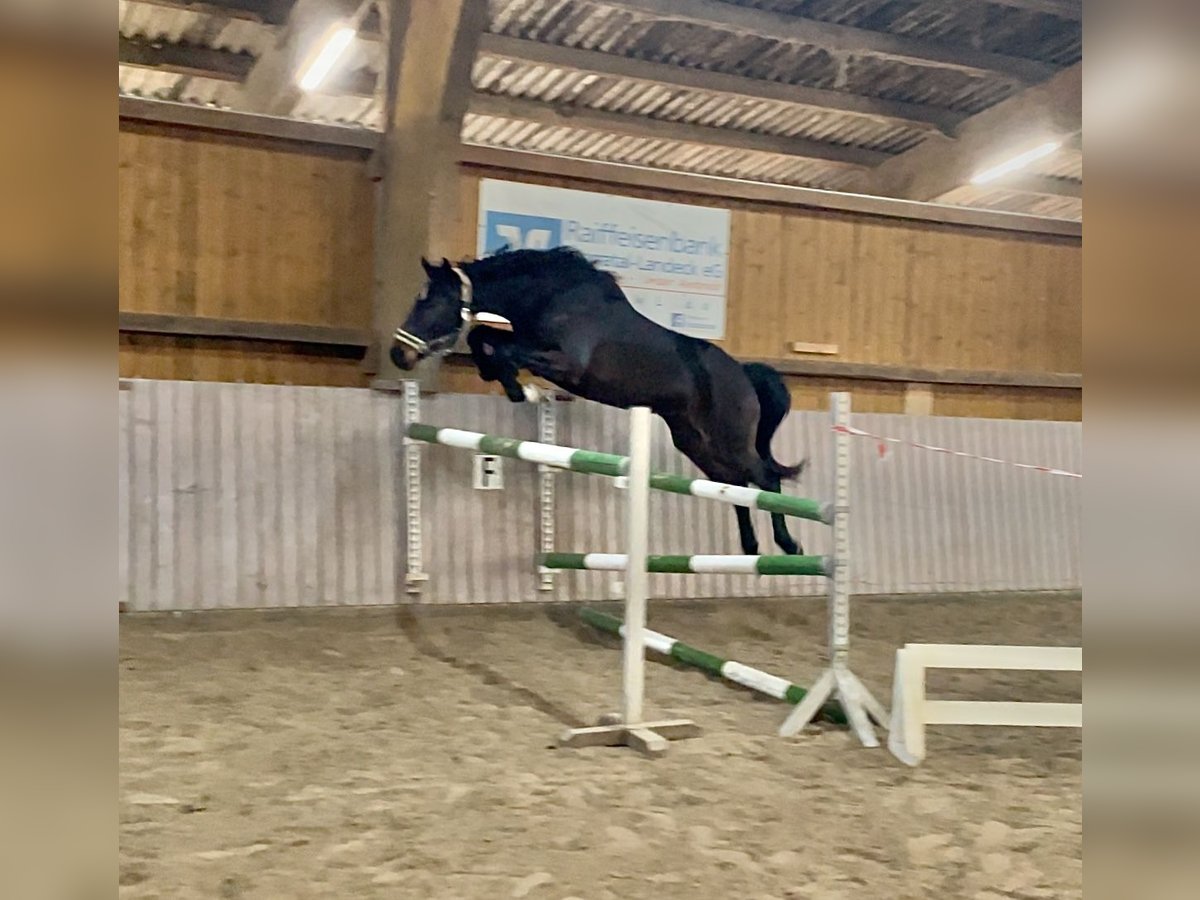 Koń westfalski Wałach 5 lat 160 cm Ciemnogniada in Schenklengsfeld