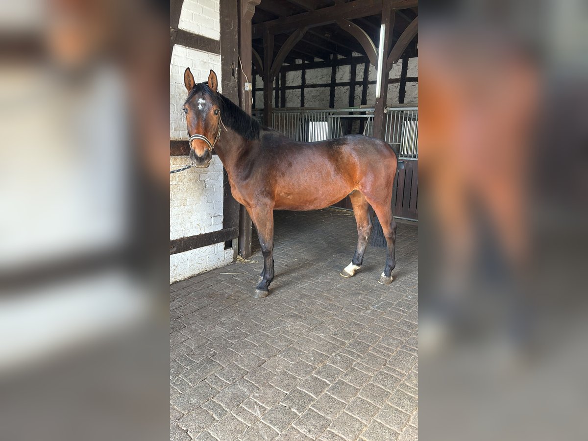 Koń westfalski Wałach 5 lat 163 cm Gniada in Bönen