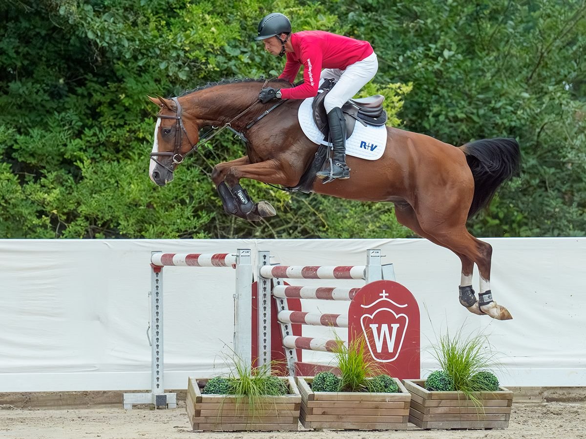 Koń westfalski Wałach 5 lat 166 cm Gniada in Münster