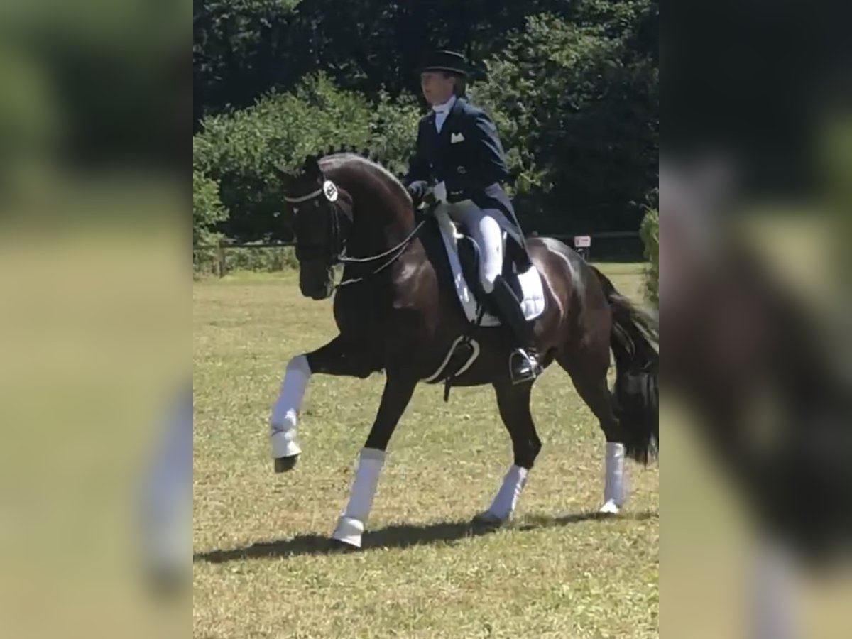 Koń westfalski Wałach 5 lat 167 cm Ciemnogniada in LienenLienen