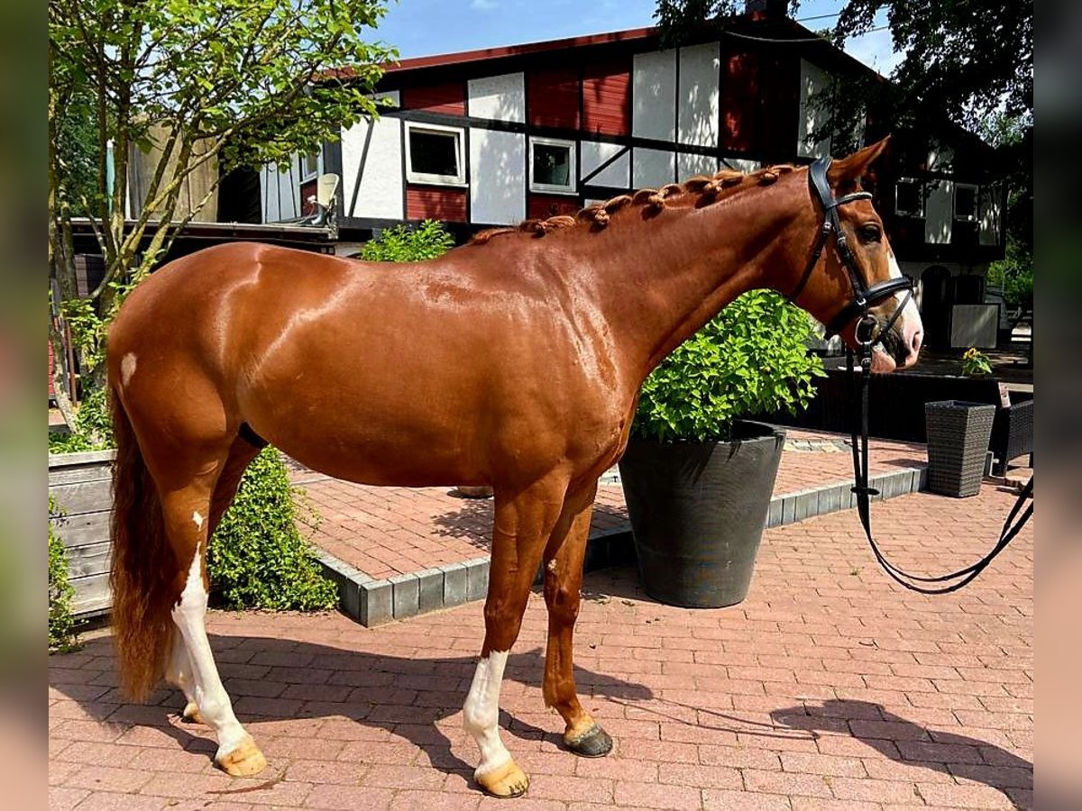 Koń westfalski Wałach 5 lat 167 cm Kasztanowata in Frankfurt am Main