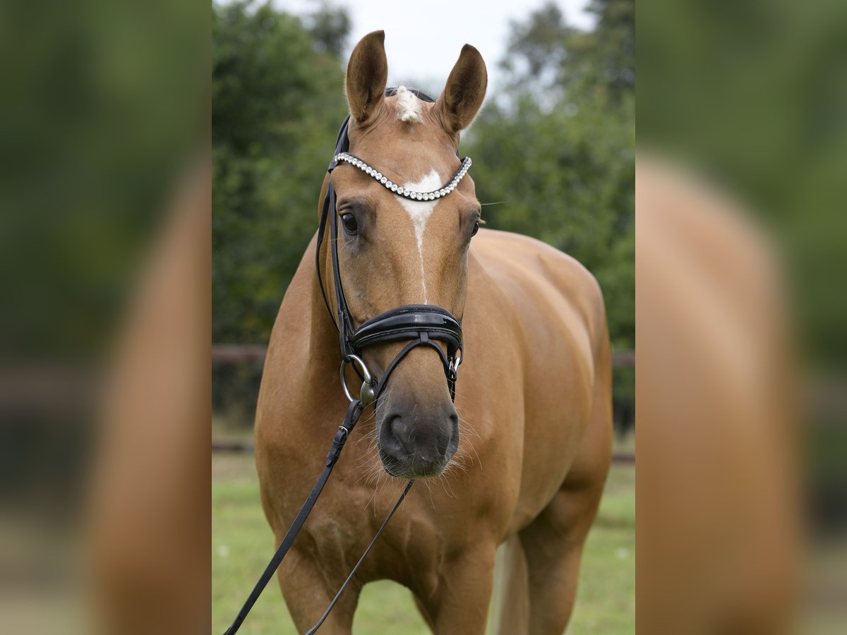 Koń westfalski Wałach 5 lat 172 cm Izabelowata in Sassenberg