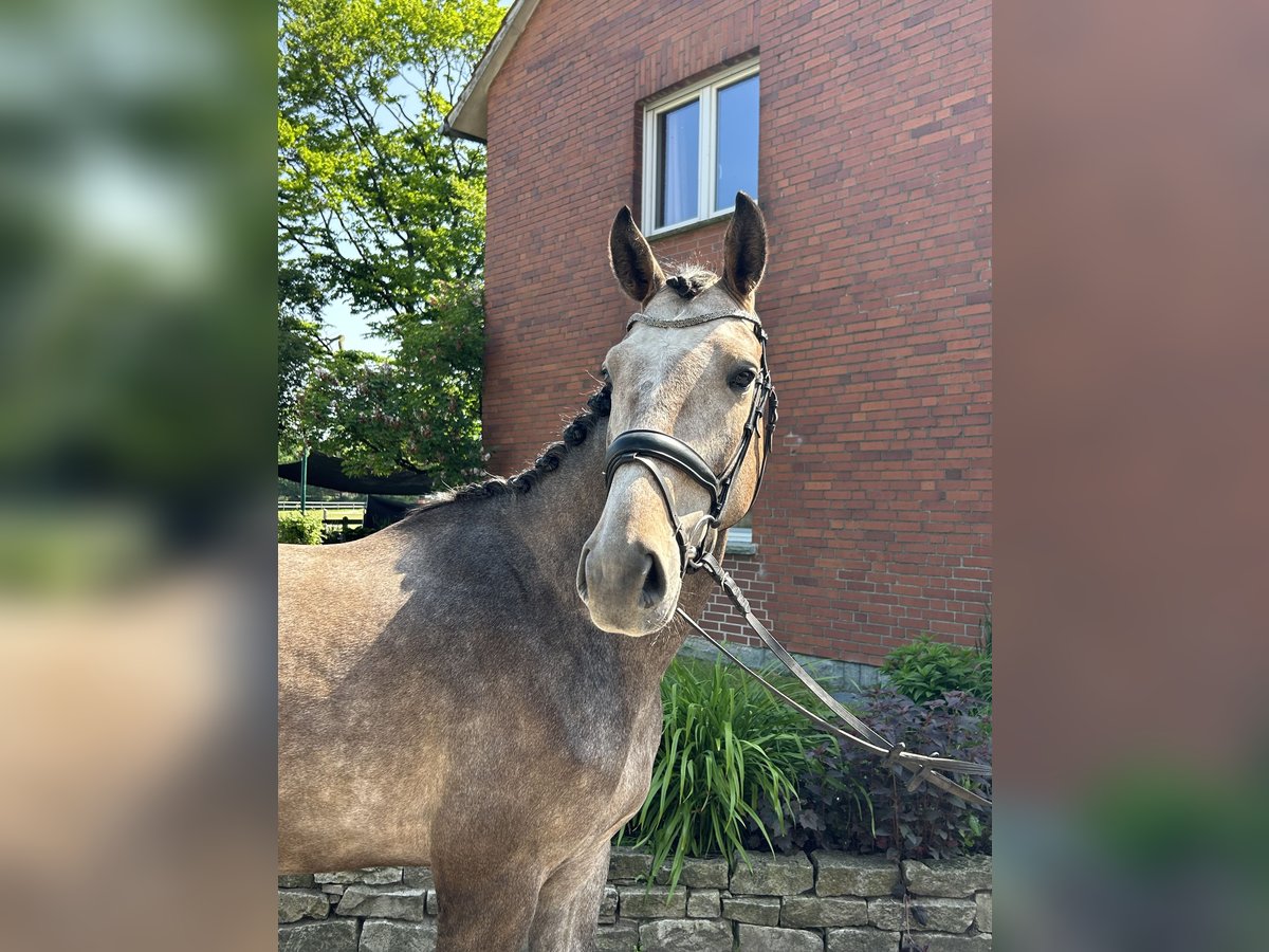 Koń westfalski Wałach 5 lat 173 cm Siwa in HarsewinkelMarienfeld