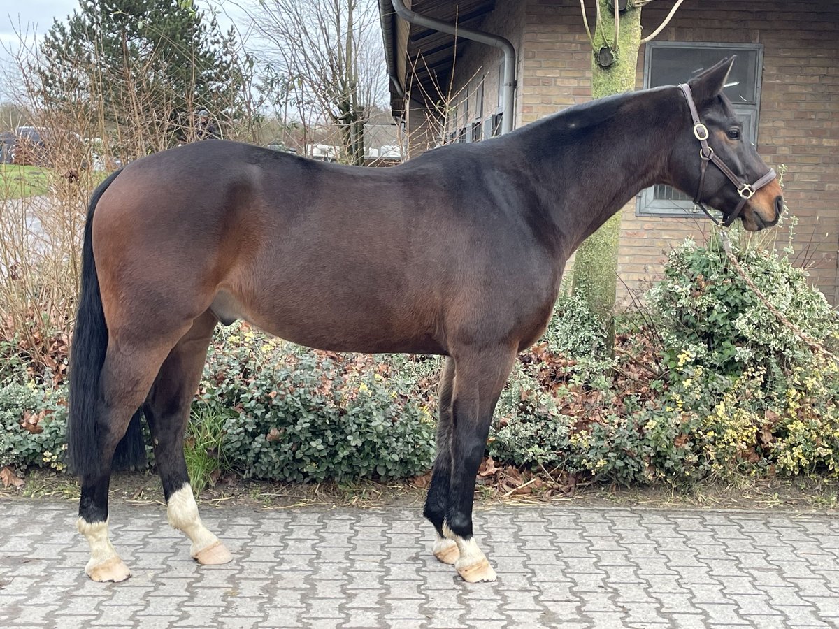 Koń westfalski Wałach 6 lat 163 cm Gniada in Münster